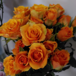 Golden Tangerine Roses Branchues d'Equateur Ethiflora